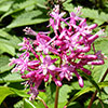 Fuchsia arborescens