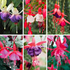 Complete Winter Hardy Fuchsia Plug Collection