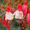 Complete Winter Hardy Fuchsia Plug Collection