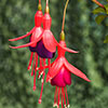 Complete Winter Hardy Fuchsia Plug Collection