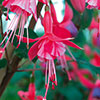 Complete Winter Hardy Fuchsia Plug Collection Complete Winter Hardy Fuchsia Plug Collection
