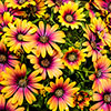 African Daisy Osteospermum Purple Sun