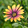 African Daisy Osteospermum Purple Sun