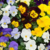 Trailing Pansy Cool Wave