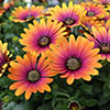 Osteospermum Purple Sun Osteospermum Purple Sun