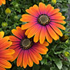 Osteospermum Purple Sun Osteospermum Purple Sun