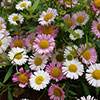 Erigeron Sea of Blossom
