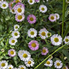 Erigeron Sea of Blossom
