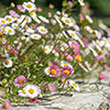 Erigeron Sea of Blossom
