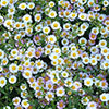 Erigeron Sea of Blossom