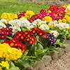 Polyanthus High Seas Mix