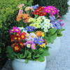 Polyanthus High Seas Mix