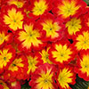 Primrose Bonneli Flame Mix Primrose Bonneli Flame Mix