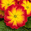 Primrose Bonneli Flame Mix Primrose Bonneli Flame Mix