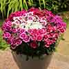 Sweet William Gem Sweet William Gem