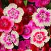 Sweet William Gem Sweet William Gem