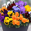 Pansy Colourburst