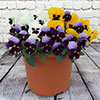 Pansy Colourburst