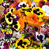 Pansy Colourburst Pansy Colourburst