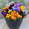 Pansy Colourburst