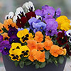 Pansy Colourburst