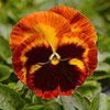 Pansy Solar Flare