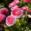 Bellis Belle