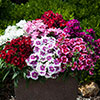 Sweet William Gem