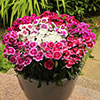 Sweet William Gem