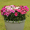 Sweet William Gem