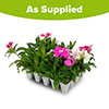 Sweet William Gem Sweet William Gem