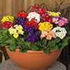 Polyanthus High Seas Mix