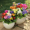 Polyanthus High Seas Mix