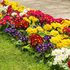 Polyanthus High Seas Mix