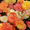 Begonia Amber Delight