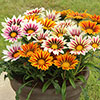 Gazania Firecracker