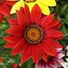 Gazania Sunrise Mix Gazania Sunrise Mix