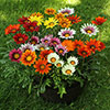 Gazania Sunrise Mix Gazania Sunrise Mix