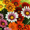 Gazania Sunrise Mix Gazania Sunrise Mix
