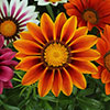 Gazania Sunrise Mix Gazania Sunrise Mix