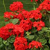Geranium Fire Queen