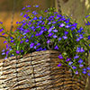Lobelia Royal Blue