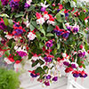 Trailing Fuchsia Collection Trailing Fuchsia Collection