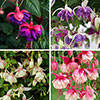 Trailing Fuchsia Collection Trailing Fuchsia Collection