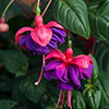 Trailing Fuchsia Collection Trailing Fuchsia Collection