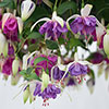 Trailing Fuchsia Collection Trailing Fuchsia Collection