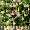 Trailing Fuchsia Collection Trailing Fuchsia Collection