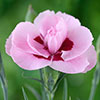 Dianthus Baby Doris