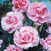 Dianthus Baby Doris