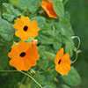 Thunbergia Sunny Mixed Thunbergia Sunny Mixed